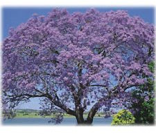 20 Jacaranda-Baum-Samen - Palisanderholzbaum - Jacaranda : Seeds Only