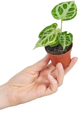 PLNTS - Baby Anthurium Anthurium Silver Blush - Zimmerpflanzen, Pflanzen Echt, Nachhaltige Verpackung - 2cm Stecklinge - Höhe 10cm - Direkt von der Gärtnerei