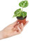 PLNTS - Baby Anthurium Anthurium Silver Blush - Zimmerpflanzen, Pflanzen Echt, Nachhaltige Verpackung - 2cm Stecklinge - Höhe 10cm - Direkt von der Gärtnerei
