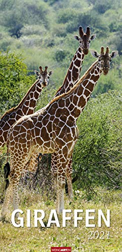 Giraffen - Kalender 2021 - Weingarten-Verlag - Fotokalender im Vertikalformat - Wandkalender mit beeindruckenden Aufnahmen - 29,8 cm x 67,8 cm
