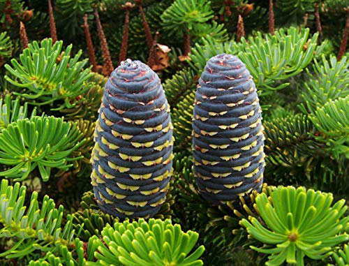 Koreatanne Abies koreana Pflanze 15-20cm Korea-Tanne Tanne Rarität
