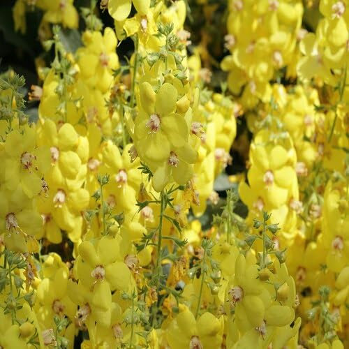 Semillas de flores frescas de verbascum amarillas 100 piezas para plantar