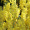 Semillas de flores frescas de verbascum amarillas 100 piezas para plantar