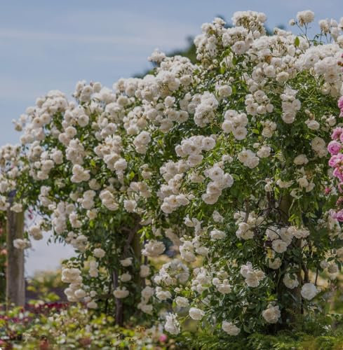 Climbing Iceberg Rose Plant 3 Litre Pot
