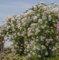 Climbing Iceberg Rose Plant 3 Litre Pot