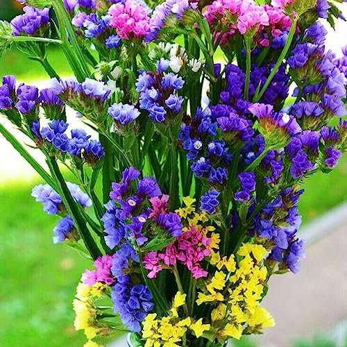 Luojuny Limonium Sinense Seeds, 50Pcs / Bag Perenne Landscaping Portable Aromático Ornamental Statice Semillas de flores para parque semillas de limonium sinense