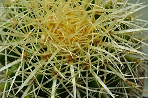 Semi di GERMINAZIONE: Echinocactus Grusonii goldener Fass Kaktus 50 Körner