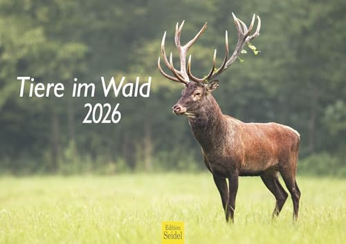 Edition Seidel Premium Kalender Tiere im Wald 2026 Format DIN A3 Wandkalender Natur Fuchs Igel Hirsch Eichhörnchen Wildschwein Wildtier Waldtier