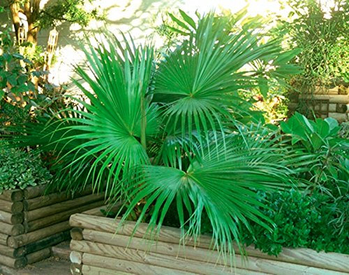 100 semi | Sabal minor Dwarf Palmetto Palma | Raccolto fresco | Hardy a Zona 7