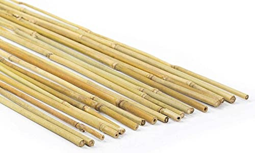 Canne di bambù naturali, per piante, orto, decorazione e arredamento (25, 180 cm/Ø 10/12 mm)