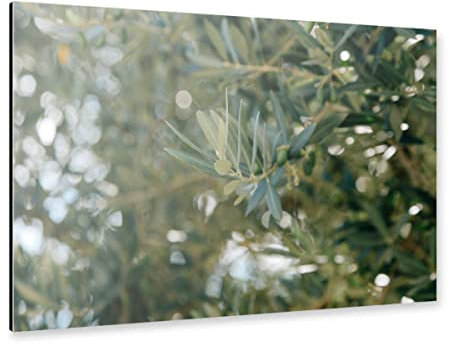 artboxONE Alu-Print 150x100 cm Zweig eines Olivenbaumes von Künstler Susann Guenther