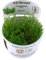 Tropica Taxiphyllum Flame 1-2-GROW!