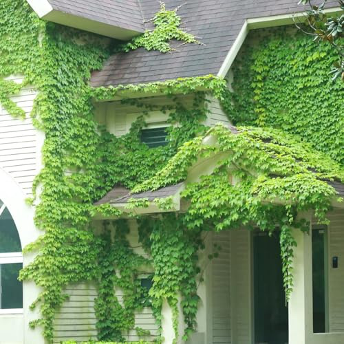 acquistare semi di vite selvatica, verdi Semi di vite americana - rampicanti resistenti da giardino roccioso prodotti sostenibili 180pcs