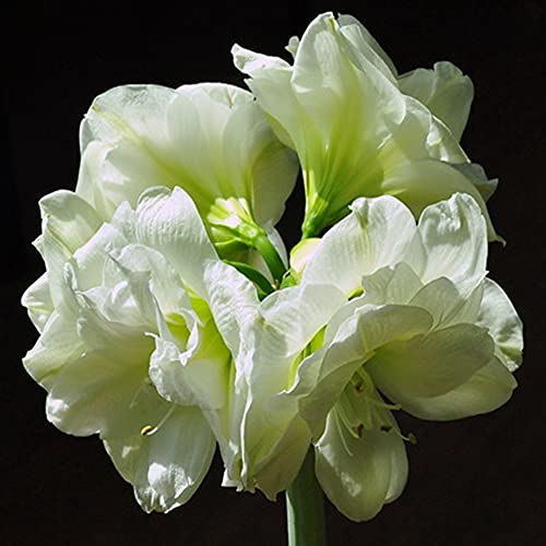 FStening 2 Stück Charmantes Weißes Erbstück Amaryllis Zwiebel Geruchs Hat Einen Schwachen Duft Der Zum Anpflanzen Von Hippeastrum Im Gewächshaus Geeignet Ist