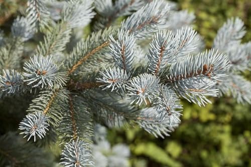 Blaufichte 'Blue Mountain' 150-175 cm Topf Picea pungens winterhart Hecke