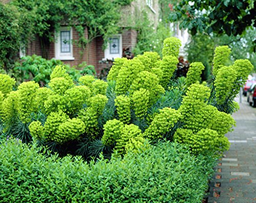 Hohe mediterrane Wolfsmilch Euphorbia characias 10 Samen, Mehrjährig