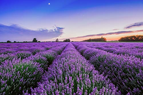 300 Semillas de Lavanda Espliego (Lavandula angustifolia)