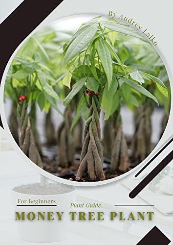 Money Tree Plant: Plant Guide