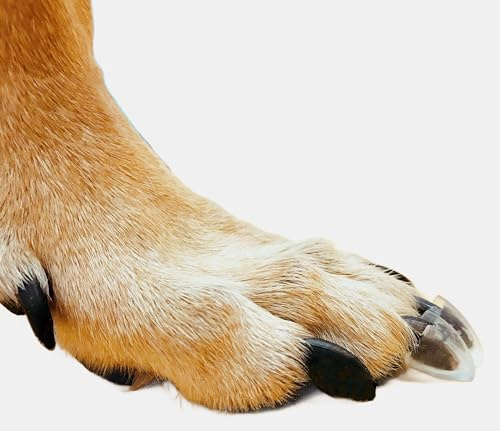 Dr. McHenry's Dog Toe Treads, Set mit 24 Stück mit Klebstoff und Reinigungsbürste, erhöhte Traktion und Stabilität auf rutschigen Böden, Senioren-Hund Traktion & Mobilität Unterstützung (XXL)