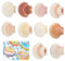 Yuqilin 10 Stück Große Größe ca 10-12 cm Muschelschale Muscheln Groß Jakobsmuschel Natürliche Muschelschale Jakobsmuschel Tasche Küche Dekoration Handwerk Vorspeise Teller Snack Dekoration