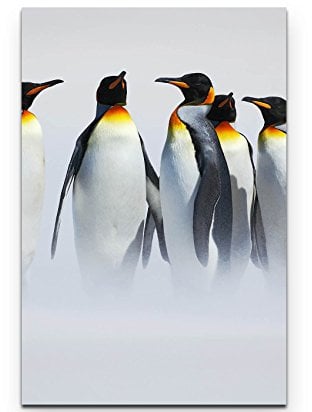 Paul Sinus Art Leinwandbilder | Bilder Leinwand 90x60cm Pinguin Gruppe