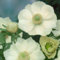 Garten-Anemone 'The Bride' - 15 Stück