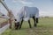 Kentucky Horsewear - Ekzemerdecke - Decke mit Halsteil - Grau - 155-6’9