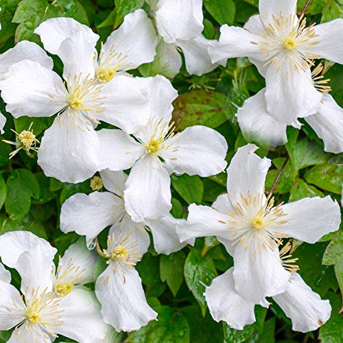 GardenersDream Clematis Grandiflora - Großblumige Kletterpflanzen Winterhart - Clematis Winterhart Mehrjährig Pflanze - Garten Pflanzen Weiß