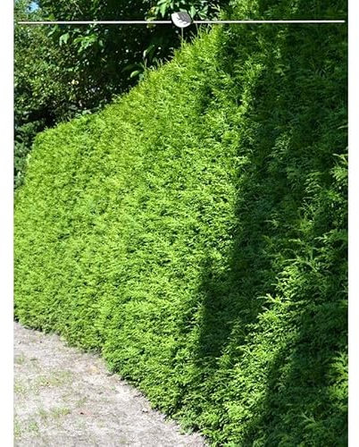 Lebensbaum Thuja Brabant 80-100 cm. 15 Heckenpflanzen. Blickdichte Thujahecke
