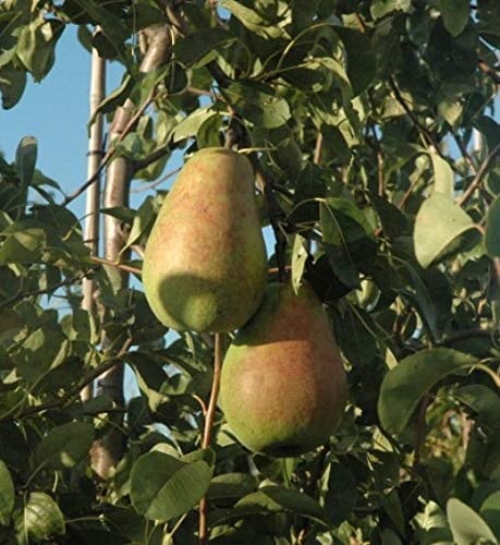 Birnbaum – Pyrus communis ‘Alexander Lucas’ Herbst-Winterbirne 100-120 cm Gesamthöhe mit Topf, saftig süße Lagerbirne, robust & erfreulich reichtragend im Garten oder Kübel