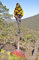 Agave montana | Hardy Century Plant | Mountain-Agave | 10_Seeds: Only Seeds