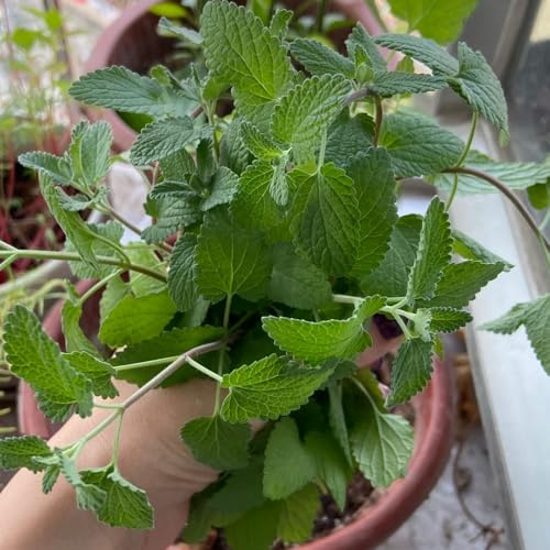 Nepeta cataria - Jardín Jardín aromáticas interior en el balcón Decoraciones exteriores resistentes en exóticas 400semillas
