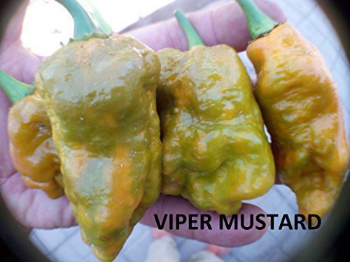 SEMILLAS VIPER GIANT MUSTARD