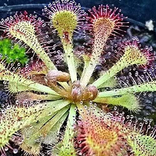 Haloppe 100 Unids Dionaea Muscipula Plantas Semillas para la Plantación de Jardín en Casa, Dionaea Muscipula Semillas Atrapamoscas Planta Carnívora Bonsai Jardín Decoración Semillas de Dionaea M