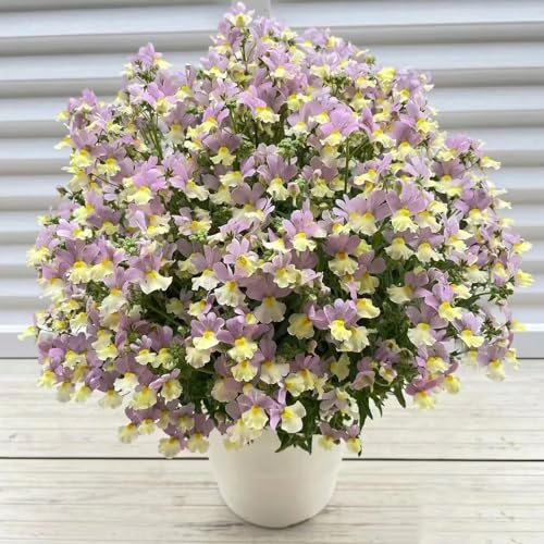 120 pcs Elfenspiegel samen - balkon deko blumendeko deko pflanze dekoration wohnzimmer saat blumenwiese bienenwiese saatgut mehrjährig winterhart gewächshaus balkon exotische pflanzen