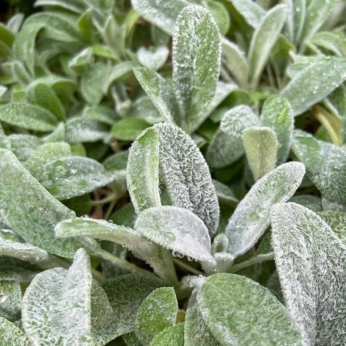 100 Pcs Wollziest Pflanze Kaufen Samen - Kräutergarten Küche Gartenpflanzen, Wildblumen Balkonblumen (Stachys Byzantina) Pflanzensamen, Pflanzen Für Sonnige Plätze, Saatgut Blumenbeet