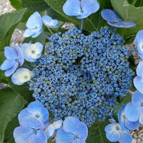 Vivai le Georgiche - Pianta vera di Hydrangea serrata Blue Bird Hydrangea serrata 'Acuminata' Ortensia 'Blue Bird' - vaso Ø 18 cm
