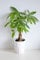 All Occasions Pachira Aquatica, Tropical Plant 50cm Tall, Real Plants to Grow in Your Office, Home, Bedroom, Kitchen and Living Room, Perfect for Clean Air, Delivered Next Day Prime