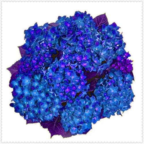 Schöne und farbenfrohe Hortensien, winterharte mehrjährige Zwiebeln, die als Garten- und Innendekoration verwendet werden können-4 zwiebeln-F