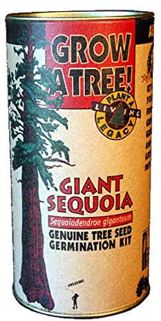PLAT FIRM Germinazione dei semi: Giant Sequoia crescente Kit