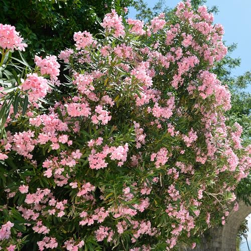 GardenersDream Nerium Oleander Pflanze im Topf – Bunter blühender Strauch mit langer Blütezeit – Schöne Gartenpflanze für draußen (inkl. 14 cm Topf)