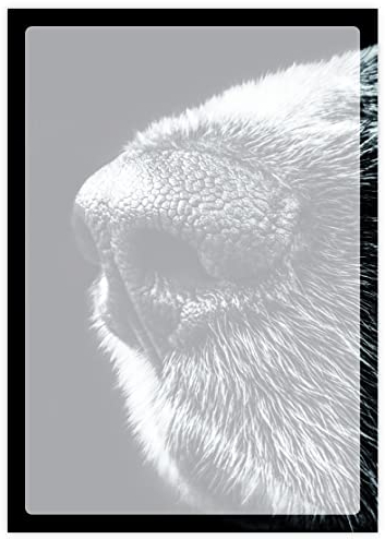 Briefpapier Hundeschnauze Makro | DIN A4 | 80g/m² | 20 Blatt | Motivpapier Hunde Nr. 028