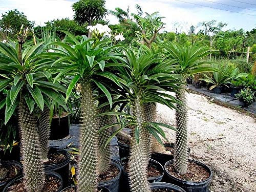 Portal Cool 10 Palma del Madagascar - Semi Pachypodium Lamerei - Palma Fantástica