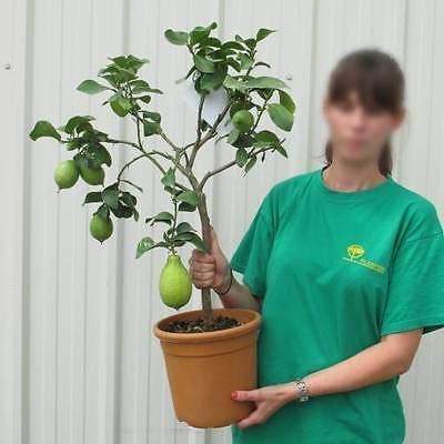 Semi di albero di limone 4 stagioniCitrus limon '4 stagioni' rifiorente 5 semi freschi