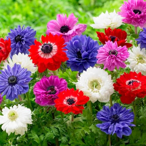 Summer Flowering Bulbs Collection – Perennial – Plant Now for Your Beautiful Garden (20 x Anemone St Brigid)