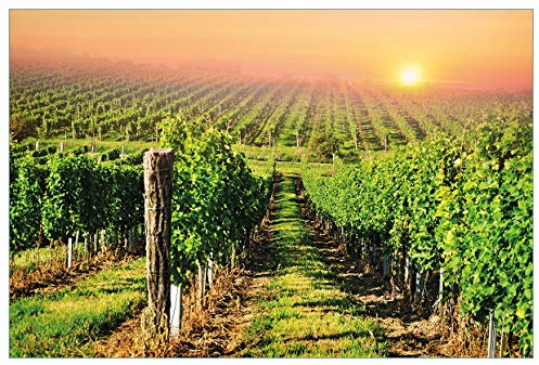 Wallario Küchenrückwand selbstklebend 90 x 60 cm, Motiv: Weinberg mit untergehender Sonne | Spritzschutz abwischbar & pflegeleicht