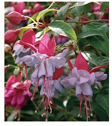 Hardy Fuchsia Heidi Anne - 3 Established 9cm Plants Flowers All Summer. Easy to Grow. Full of Vibrant Colours. Great for British Gardens, patios, Balconies. Attracts All pollinators.