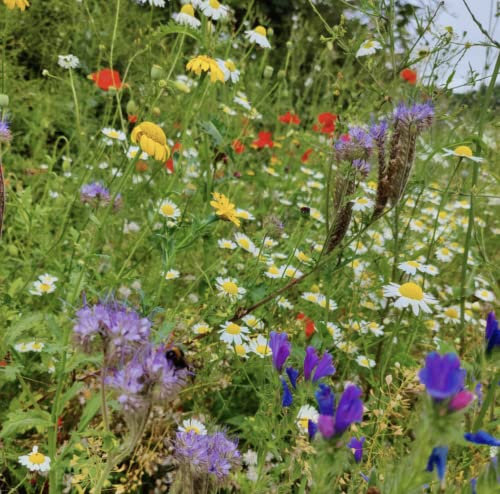 50g Eco Wildflower Plant Mix 100% (Covers 25 sq m) s/l AP2 SLMH