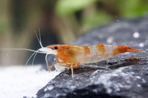 5 Stück Orange Rili Zwerggarnelen Neocaridina davidi/Orange Rili Aquarium Garnelen