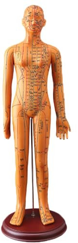 OZTYSGXM 20,5-Zoll-Akupunkturmodell, Meridian-Akupunkturpunktmodell Menschlichen KöRpers füR Menschliche Erziehung/Lehrmittel, Digitale Skalenmarkierung/360 ° Drehbare Arme,Female,Bronze